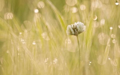 白癜风常识知多少