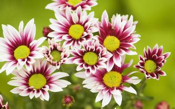 女性白癜风的症状表现