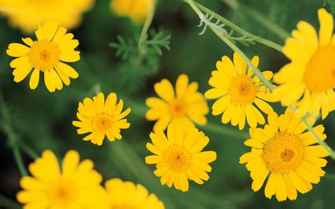 老年白癜风症状特点