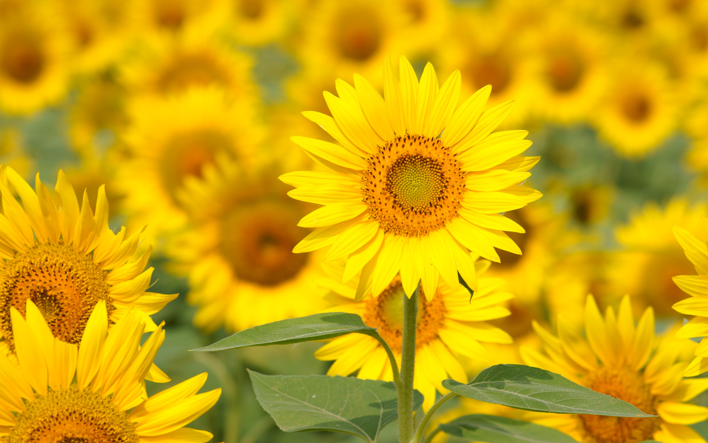 白癫风会传染不 白癫风会传染不