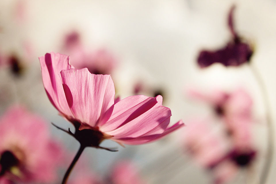 在广州哪里看白癜风比较好 在广州哪里看白癜风比较好